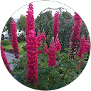 Daniel Gisler profile picture